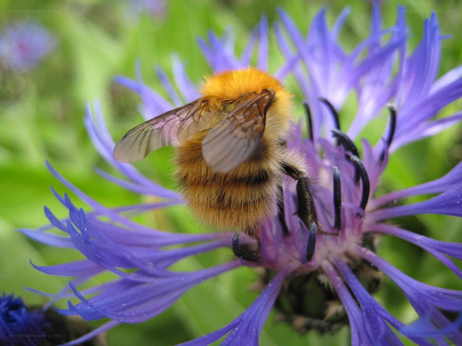 bee on a purple flower