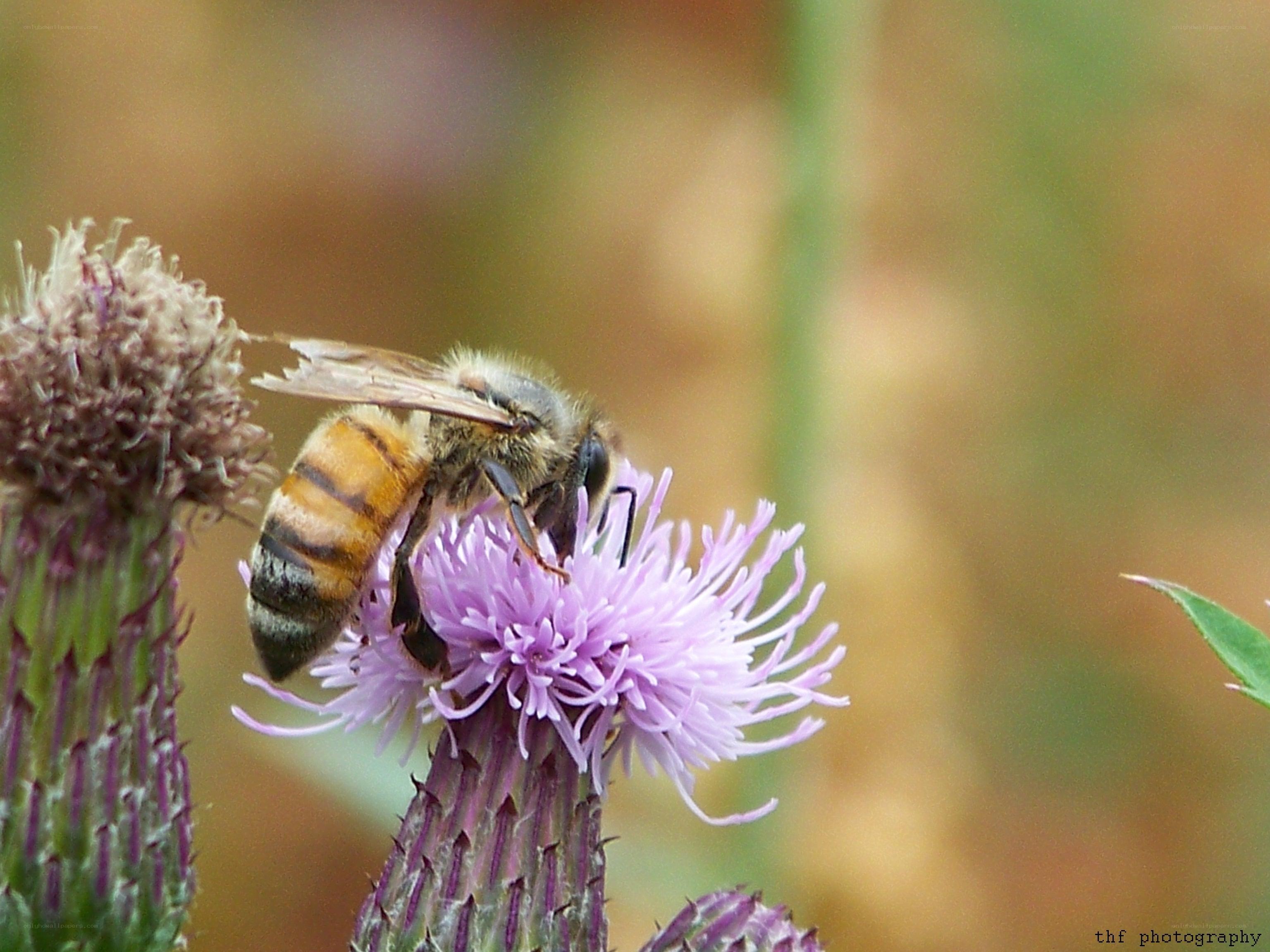 bee on a purple flower