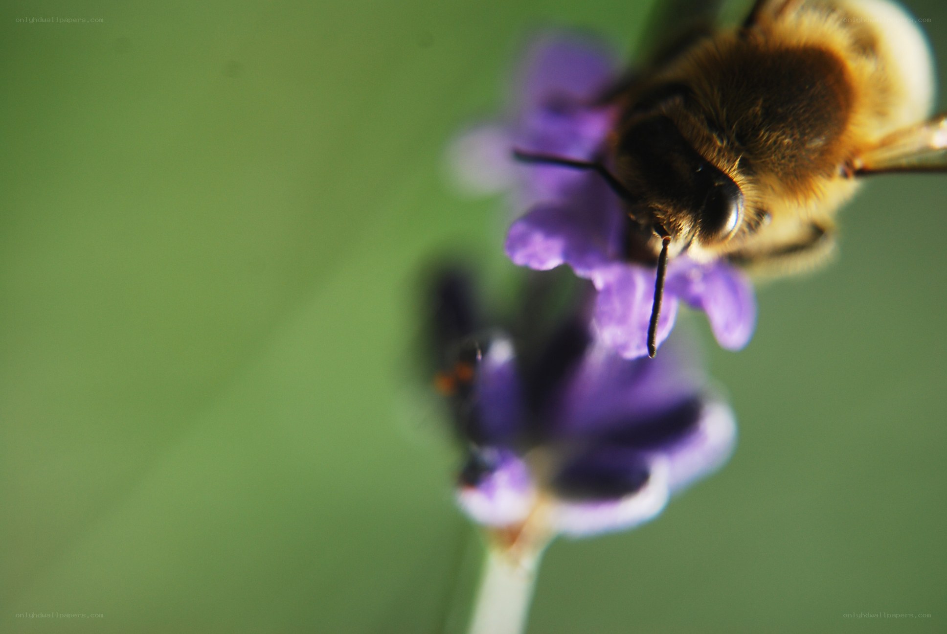 bee on a purple flower