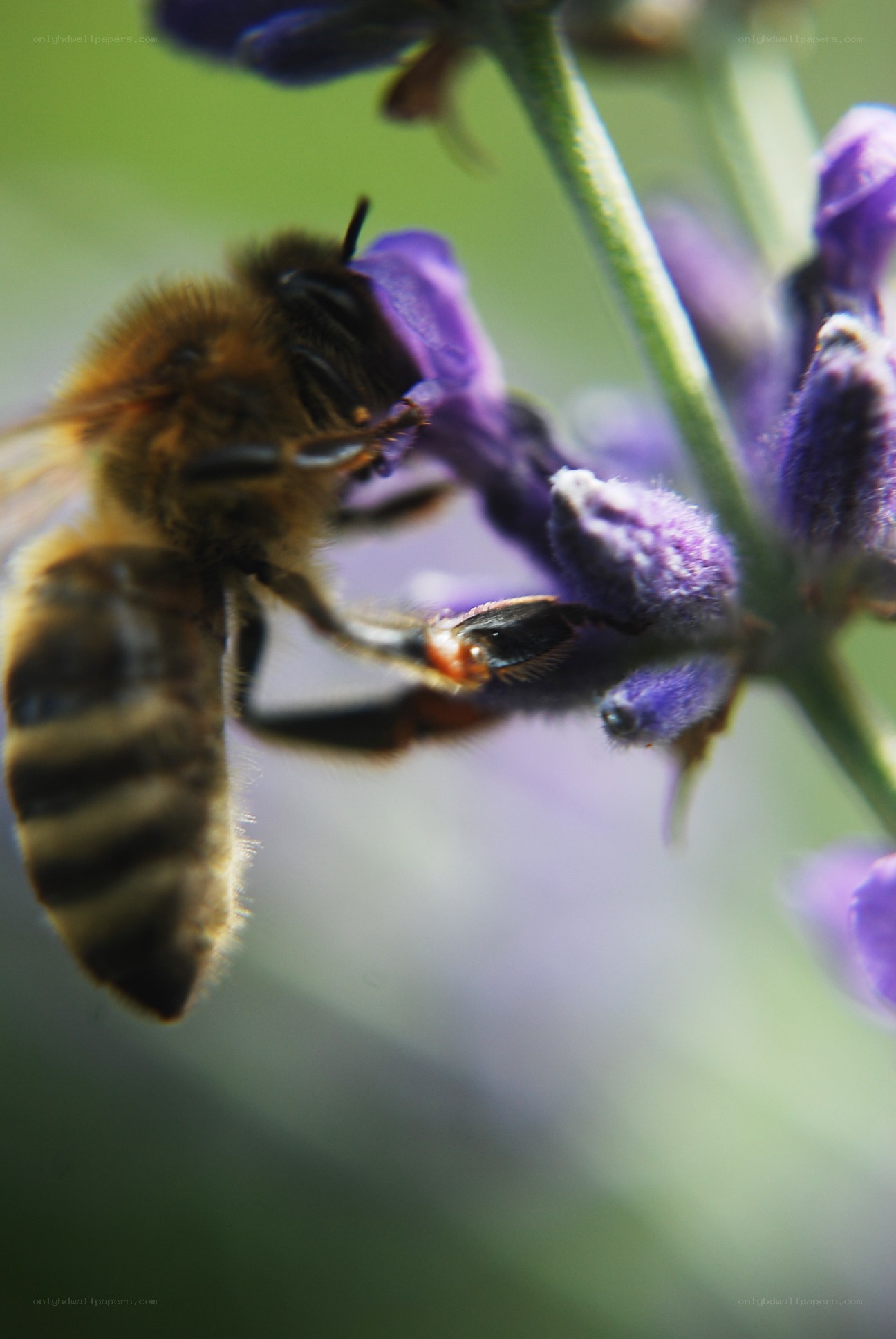 bee on a purple flower