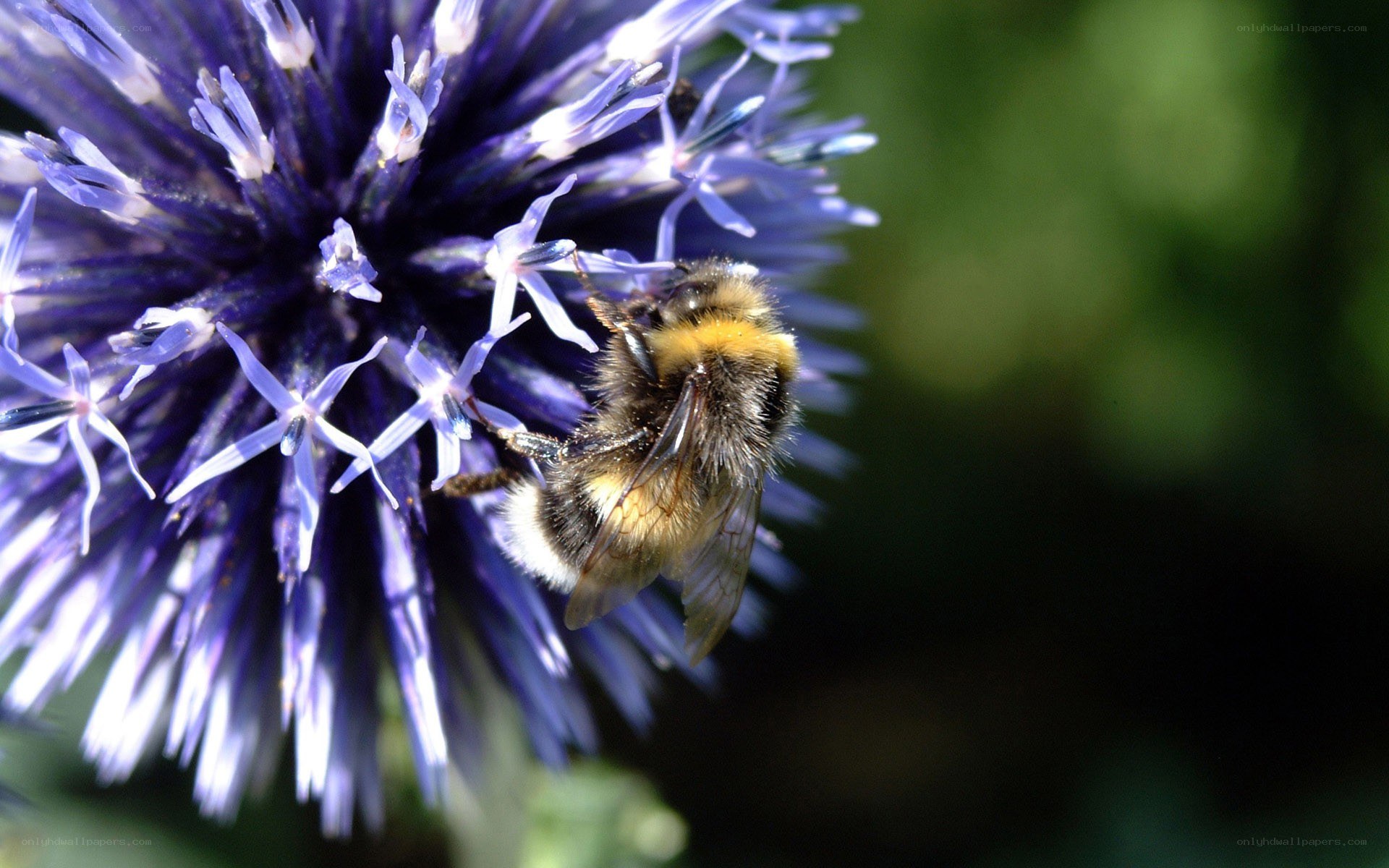 Bee on a purple flower