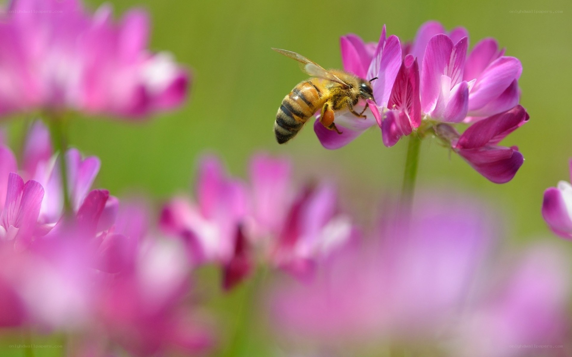 bee on a purple flower