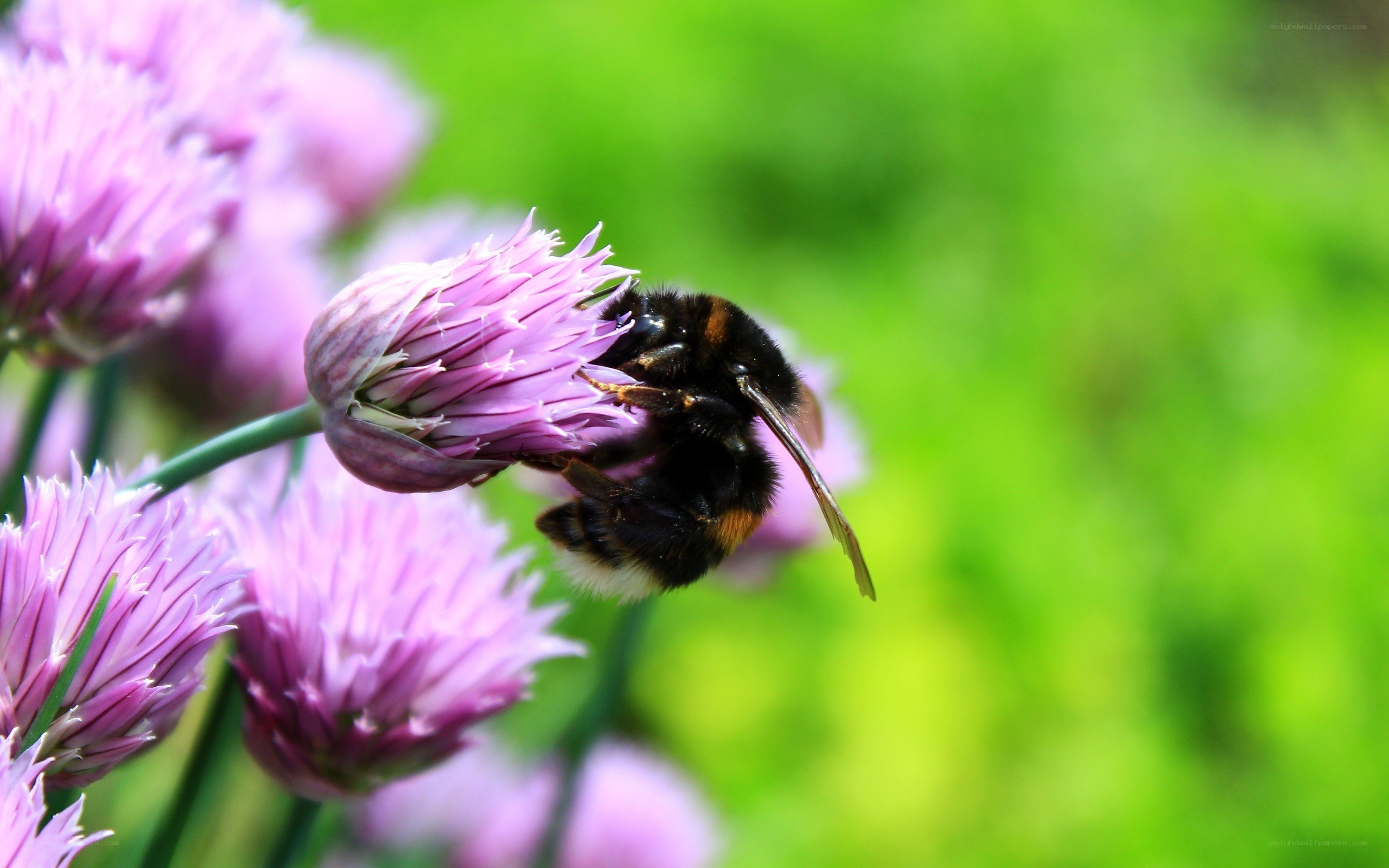 bee on a purple flower
