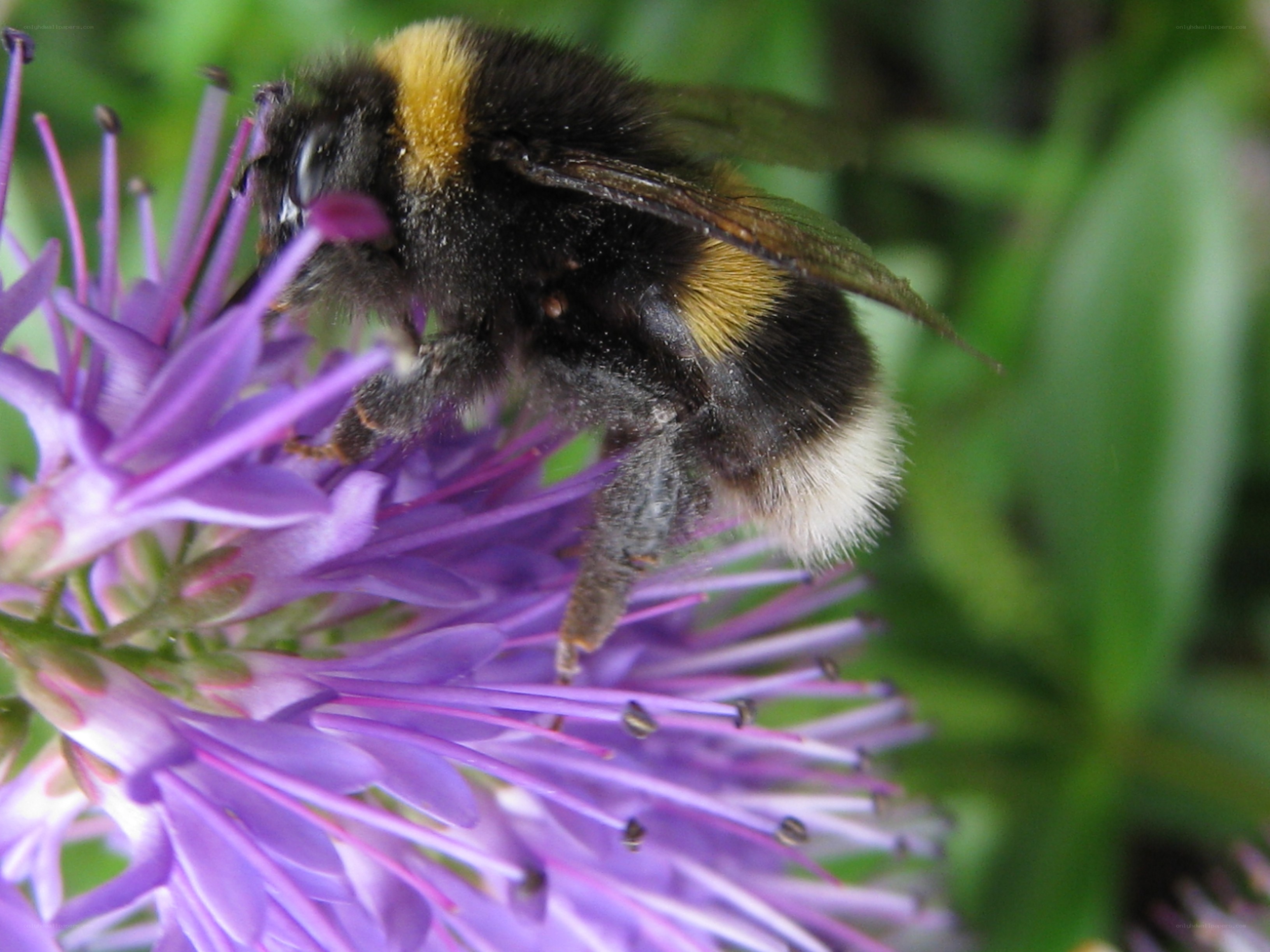 Bee on a purple flower