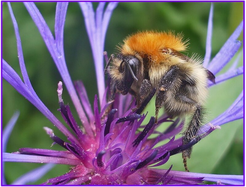 Bee on a purple flower