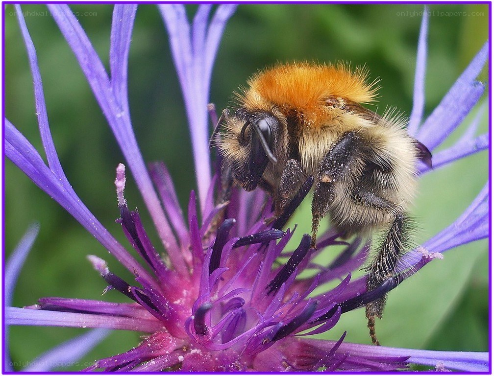 Bee on a purple flower