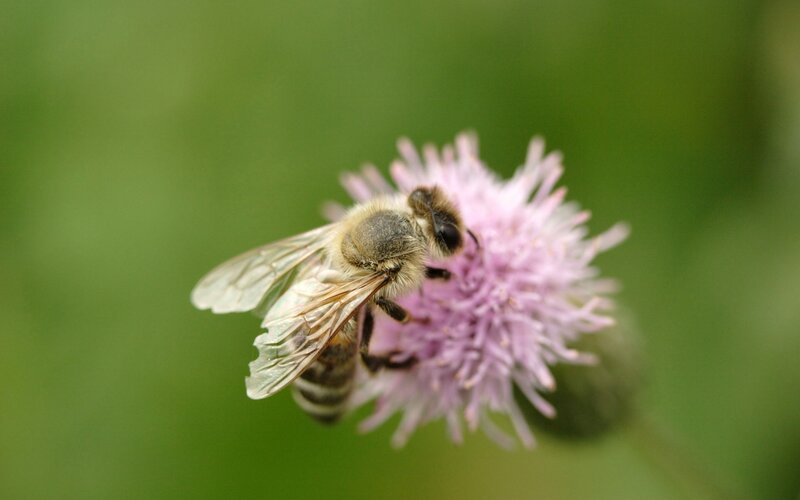 bee on a purple flower