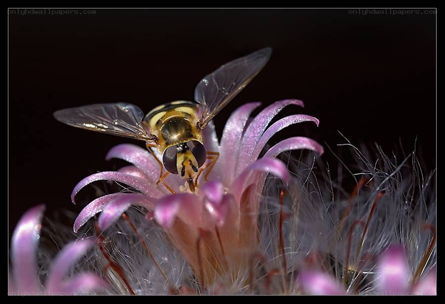 bee on a purple flower