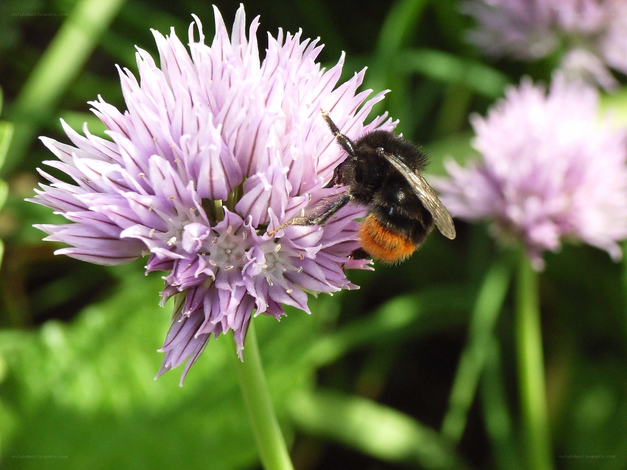Bee on a purple flower