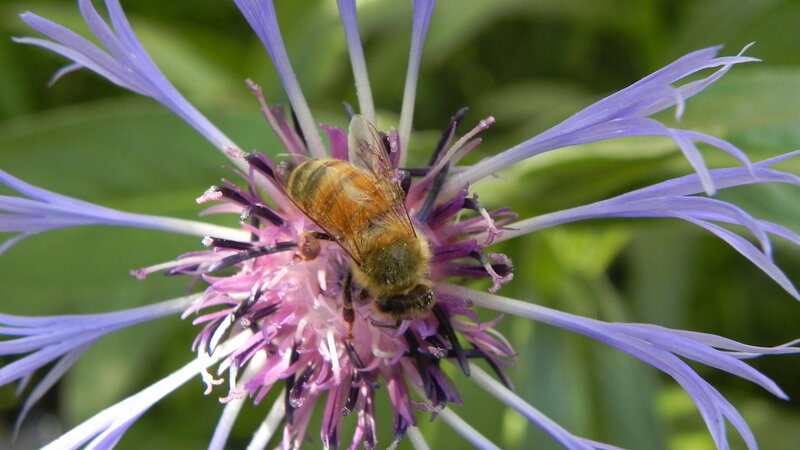 bee on a purple flower