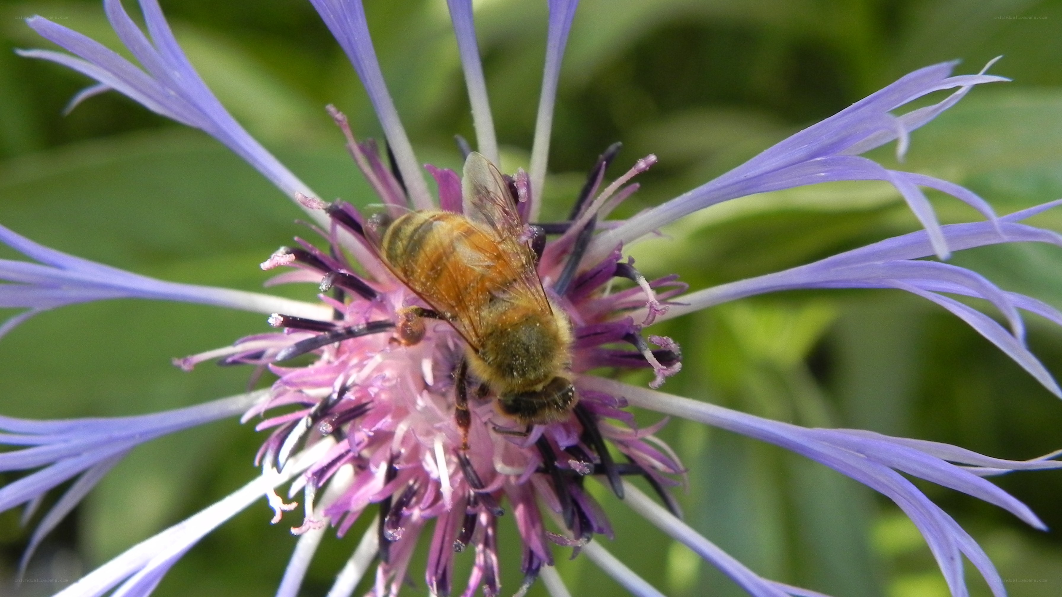 bee on a purple flower