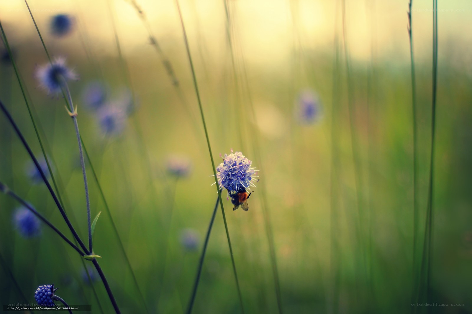 Bee on a purple flower