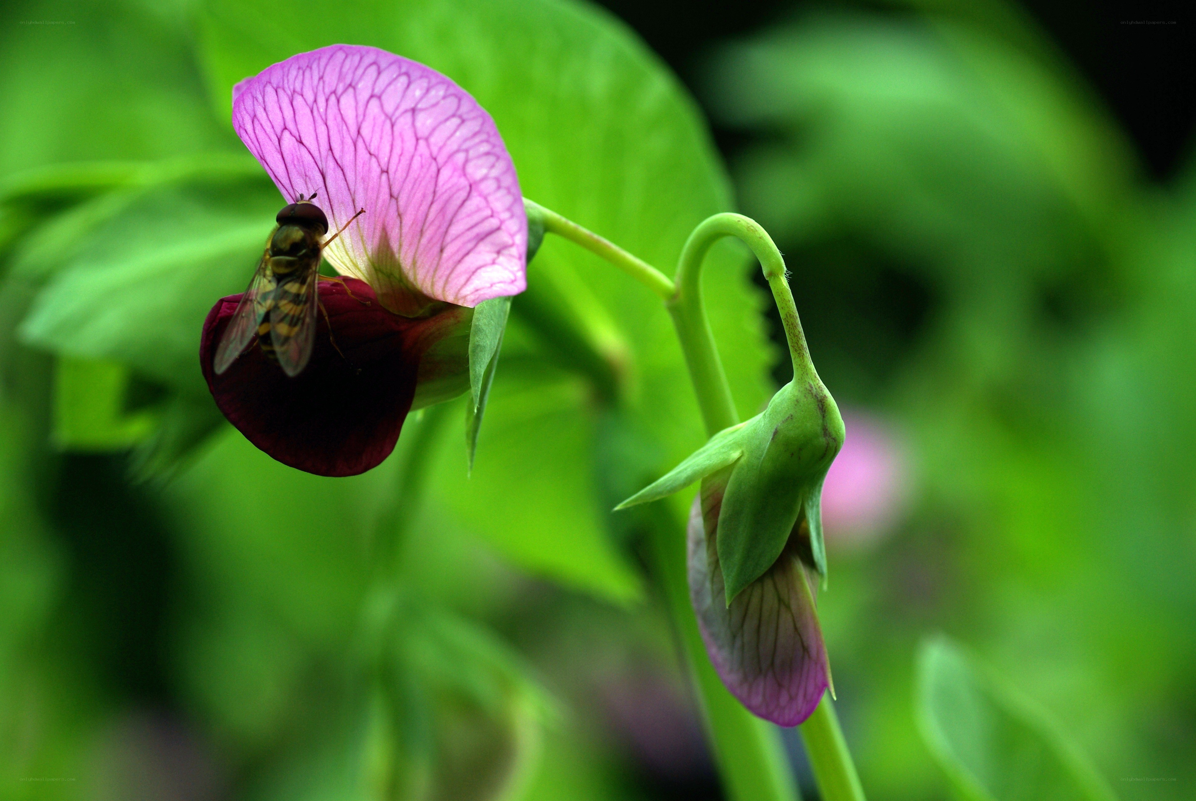 bee on a purple flower