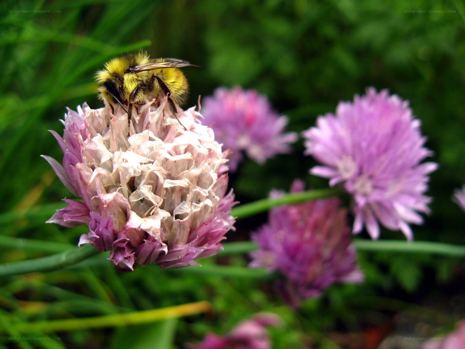 bee on a purple flower