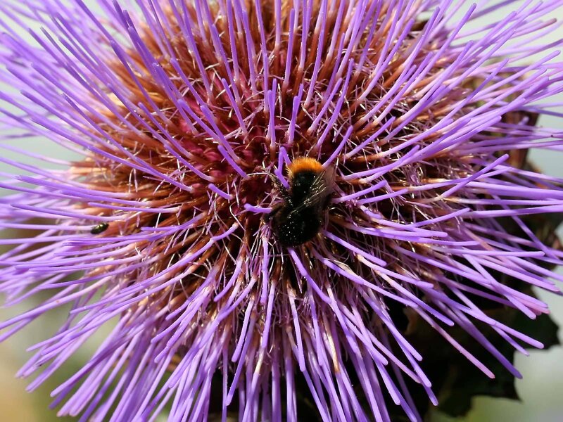 Bee on a purple thistle