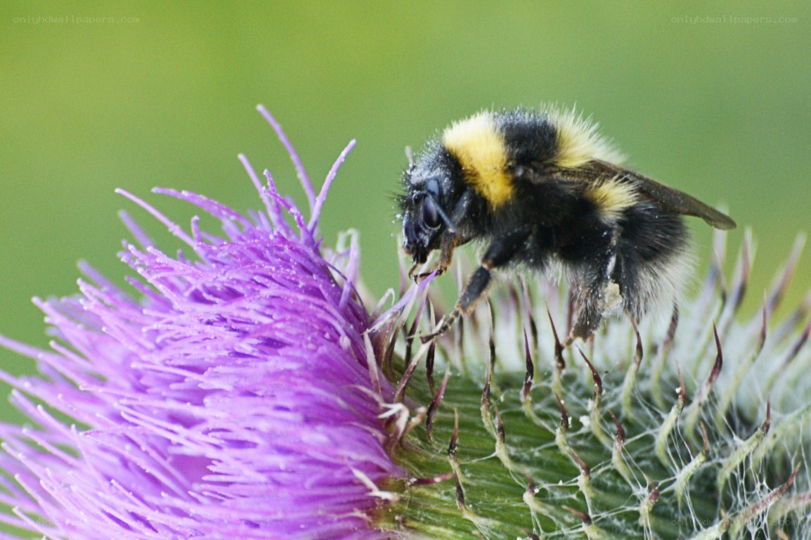 Bee on a purple thistle
