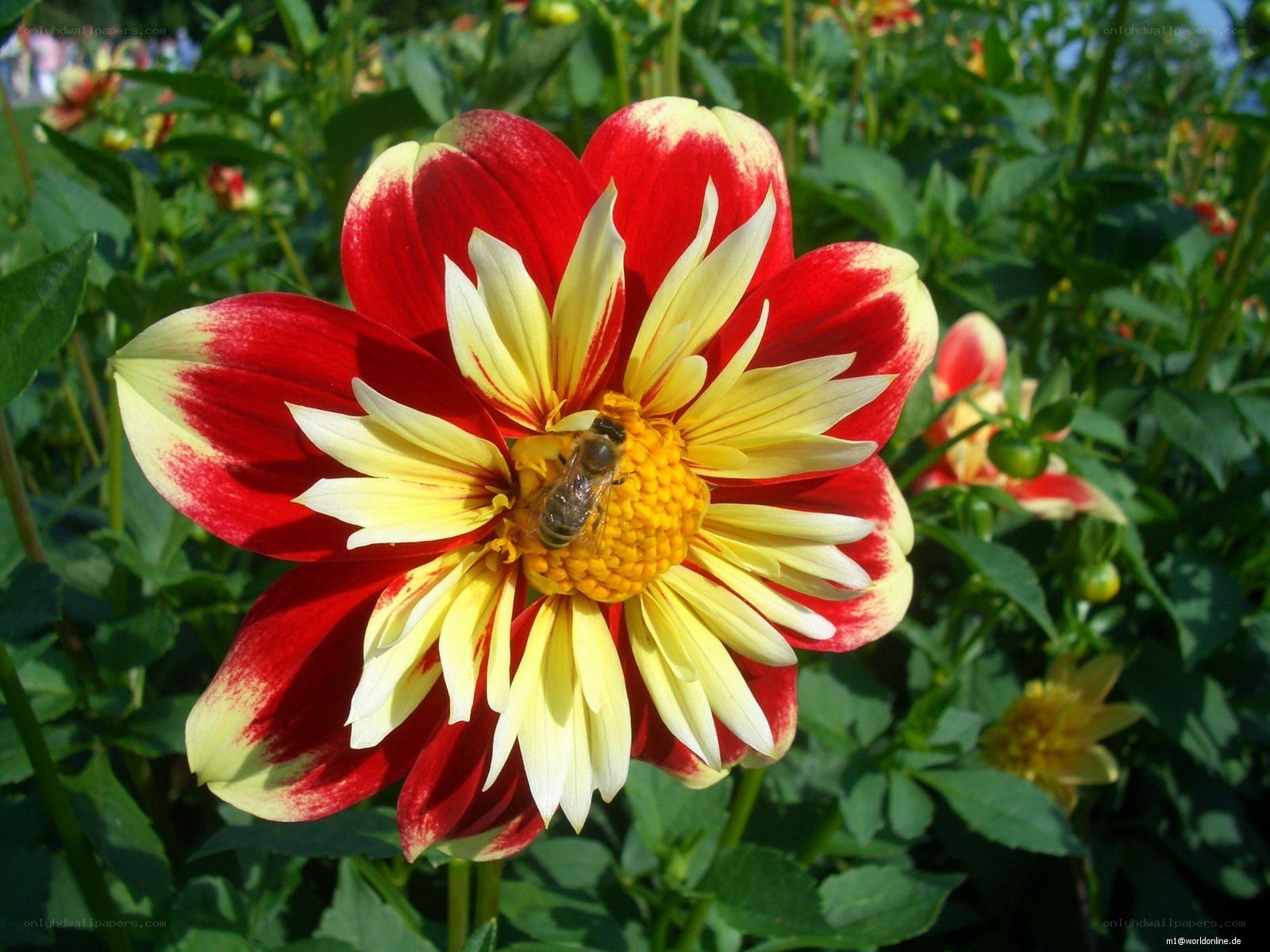 Bee on a red and yellow dahlia