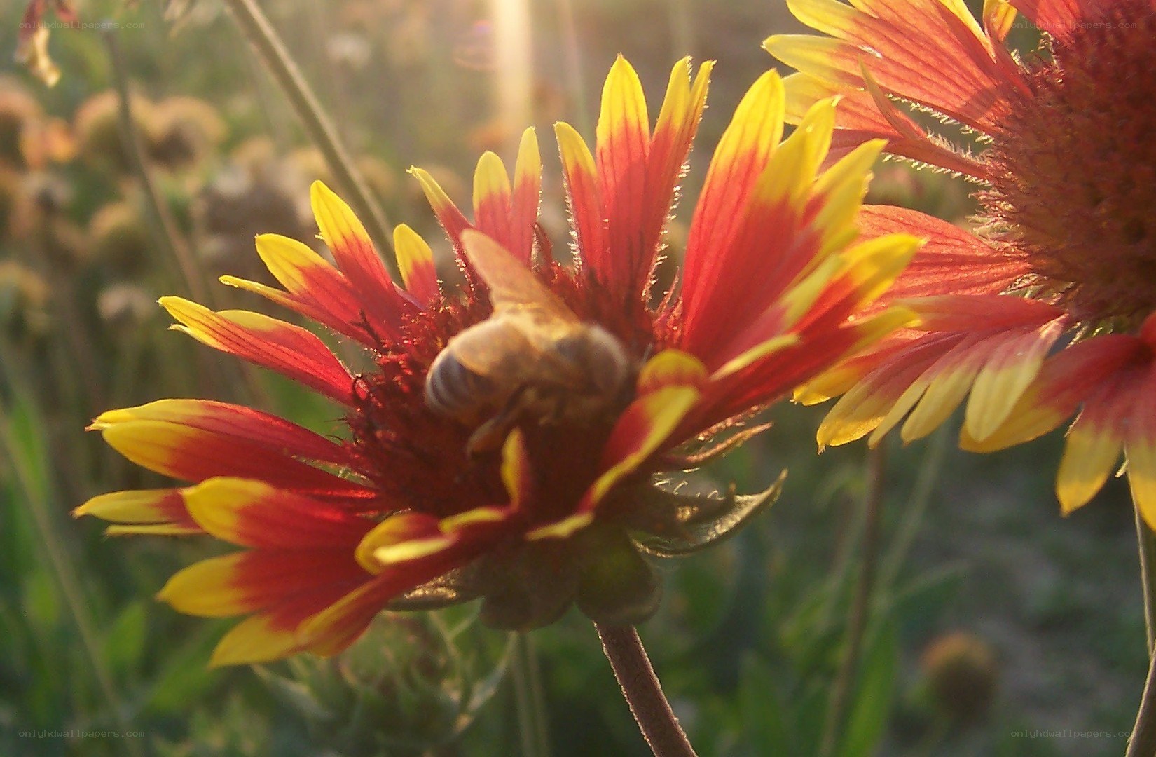 bee on a red and yellow flower