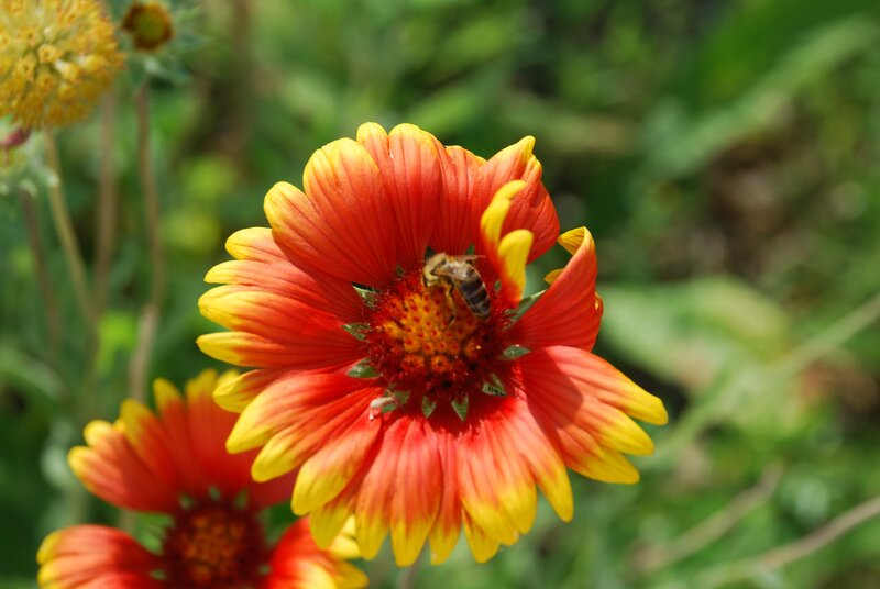bee on a red and yellow flower