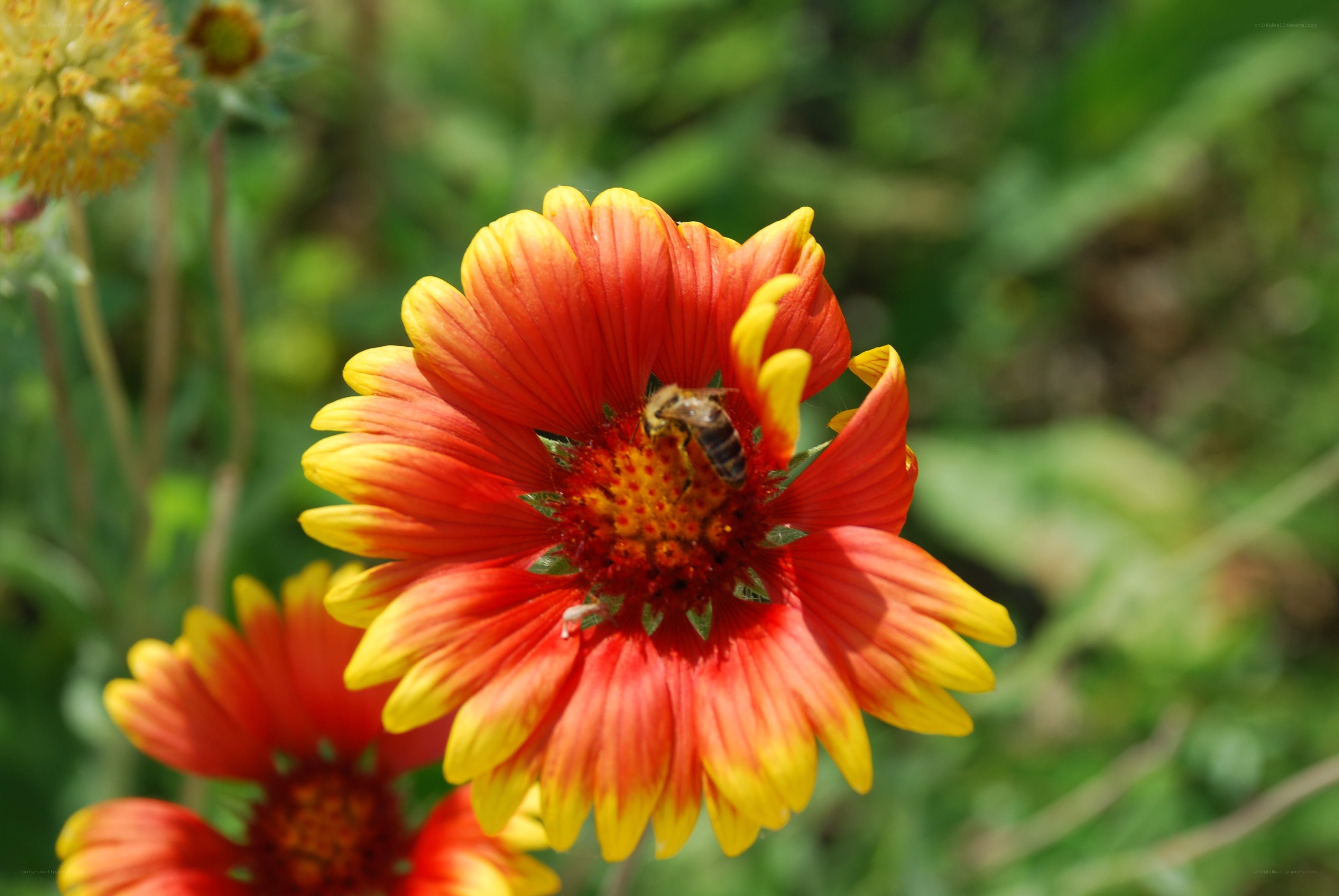 bee on a red and yellow flower