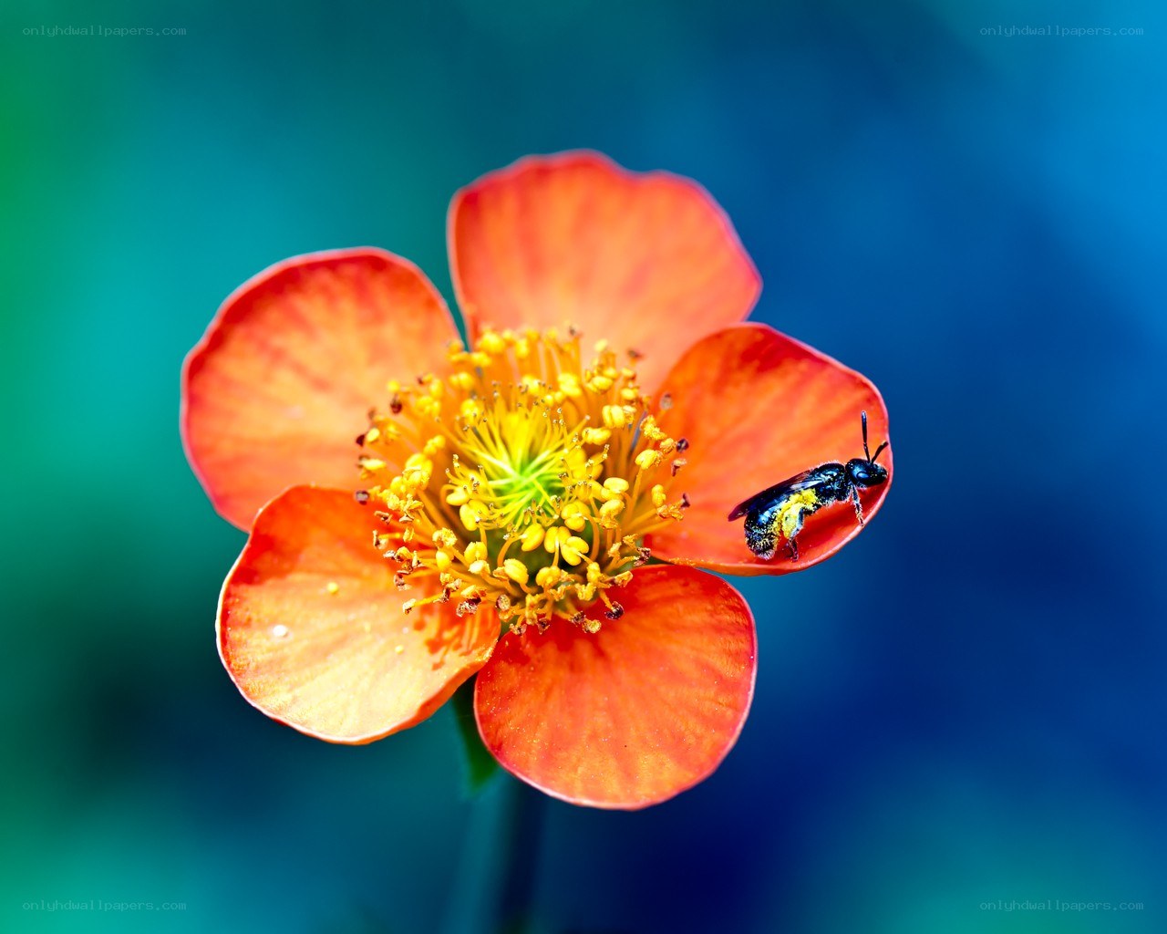 bee on a red flower