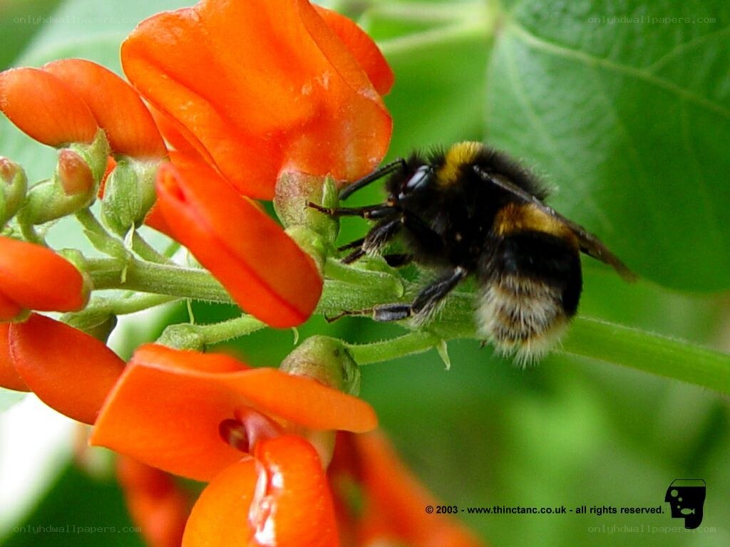 Bee on a red flower