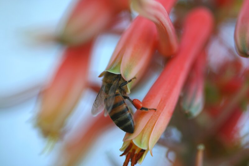 bee on a red flower