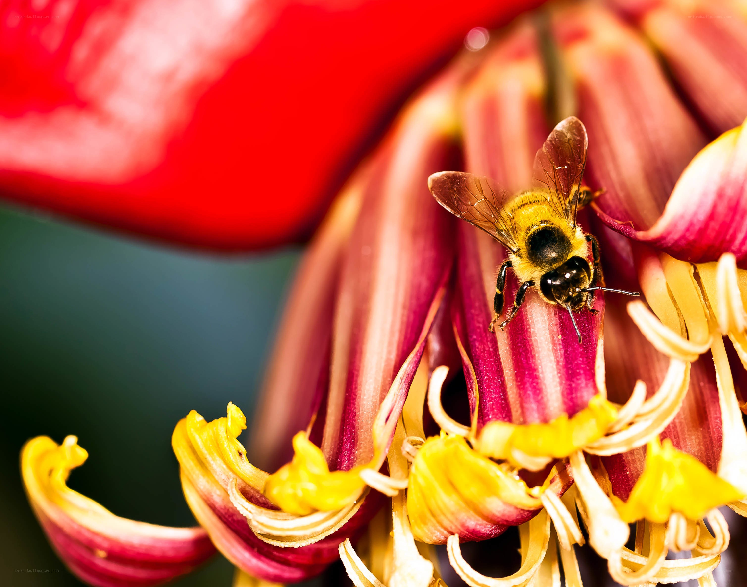 bee on a red flower