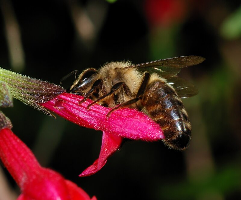 bee on a red flower