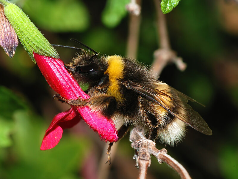 Bee on a red flower