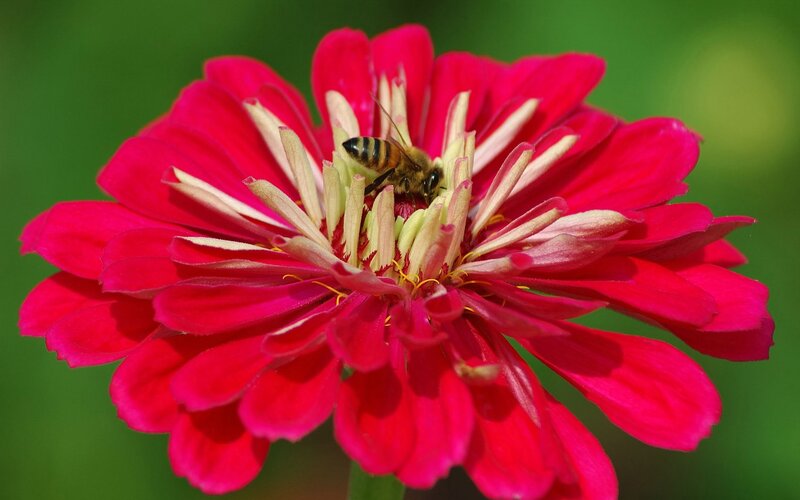 bee on a red flower
