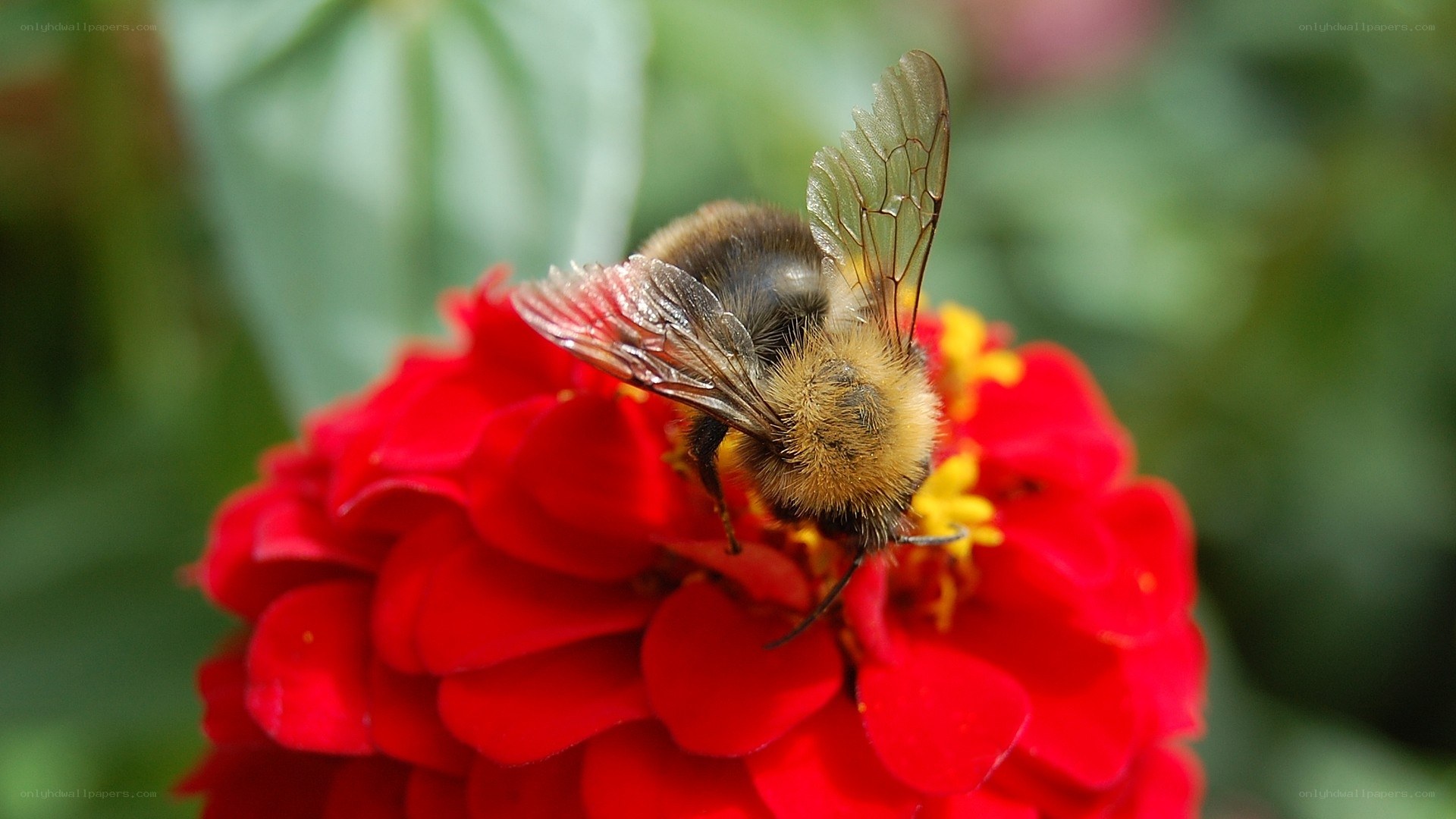 Bee on a red flower