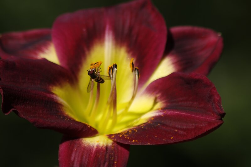 bee on a red lily