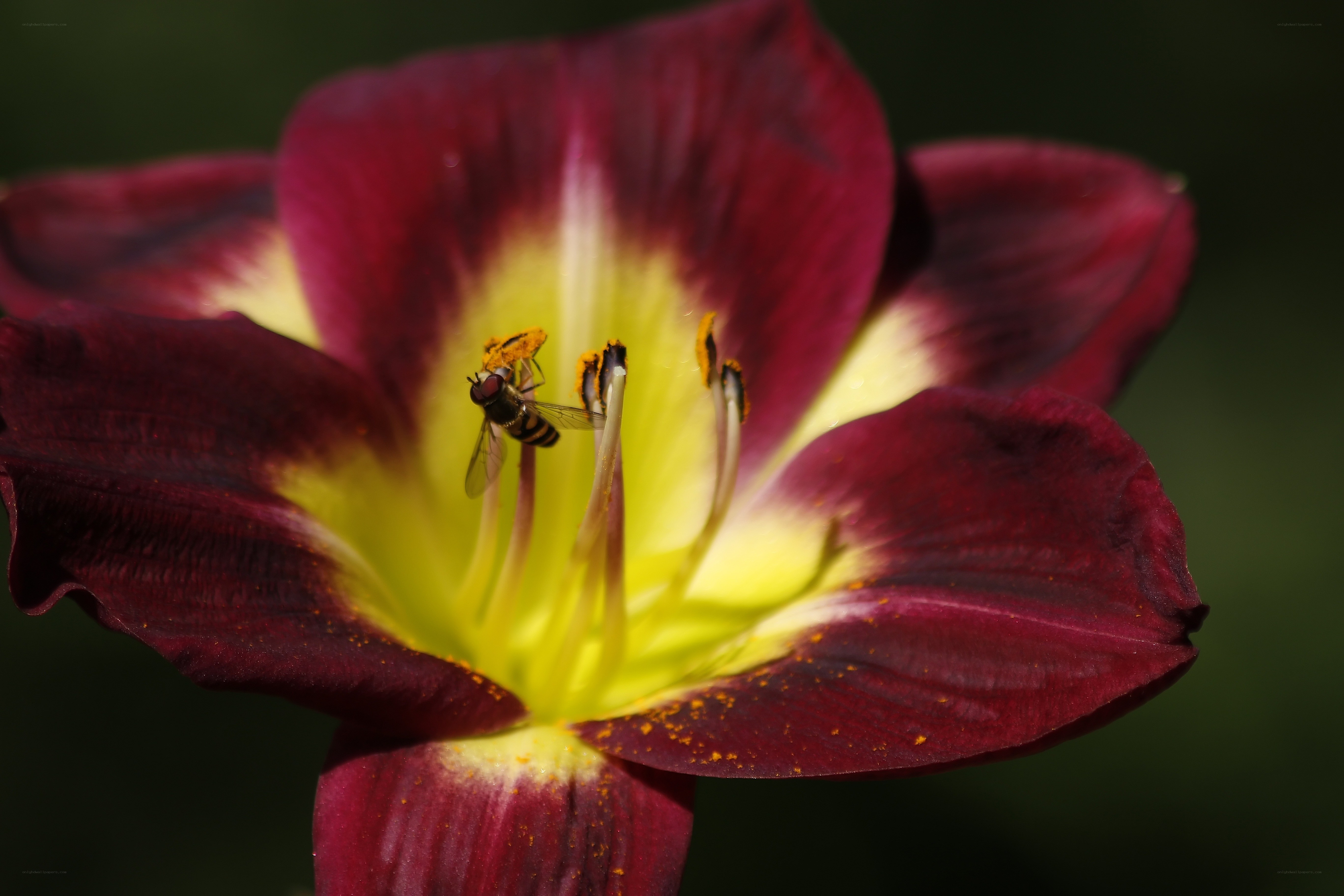 bee on a red lily