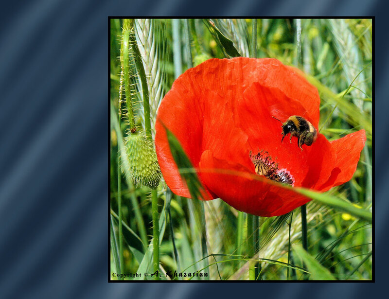 Bee on a red poppy flower
