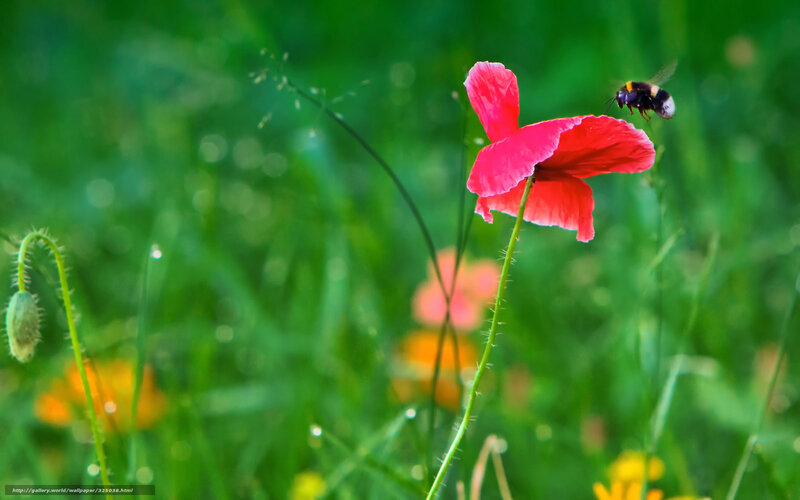 Bee on a red poppy