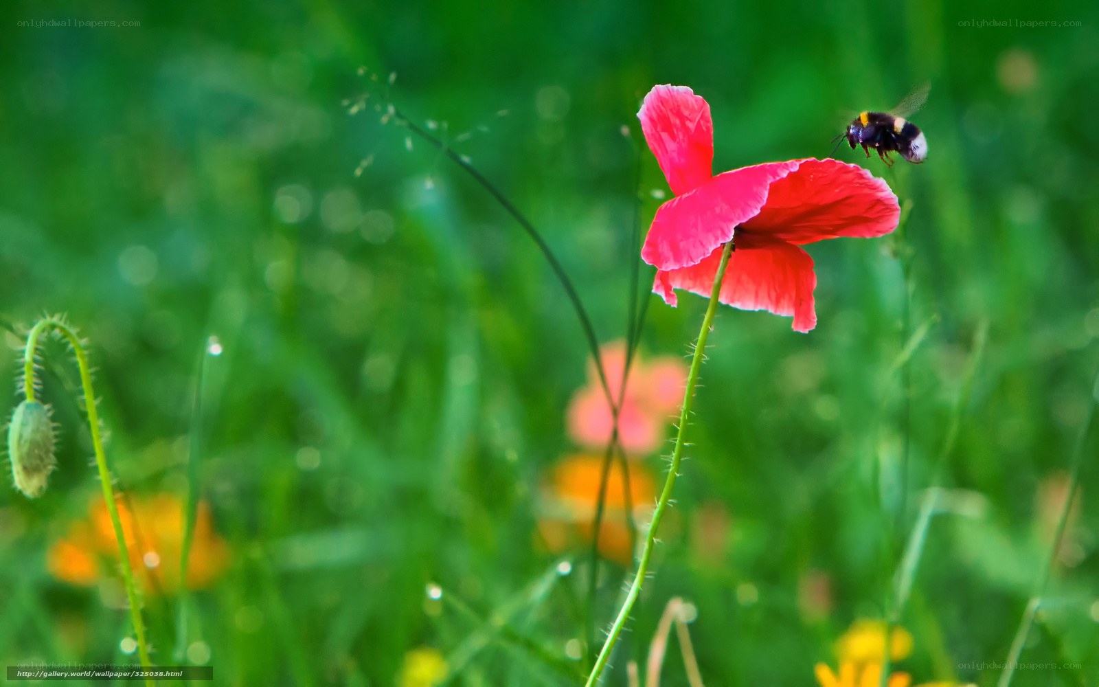 Bee on a red poppy