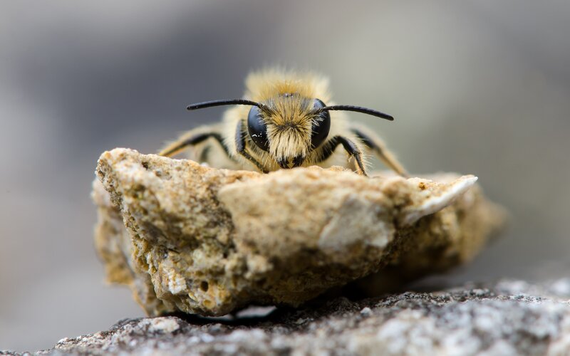 Bee on a Rock