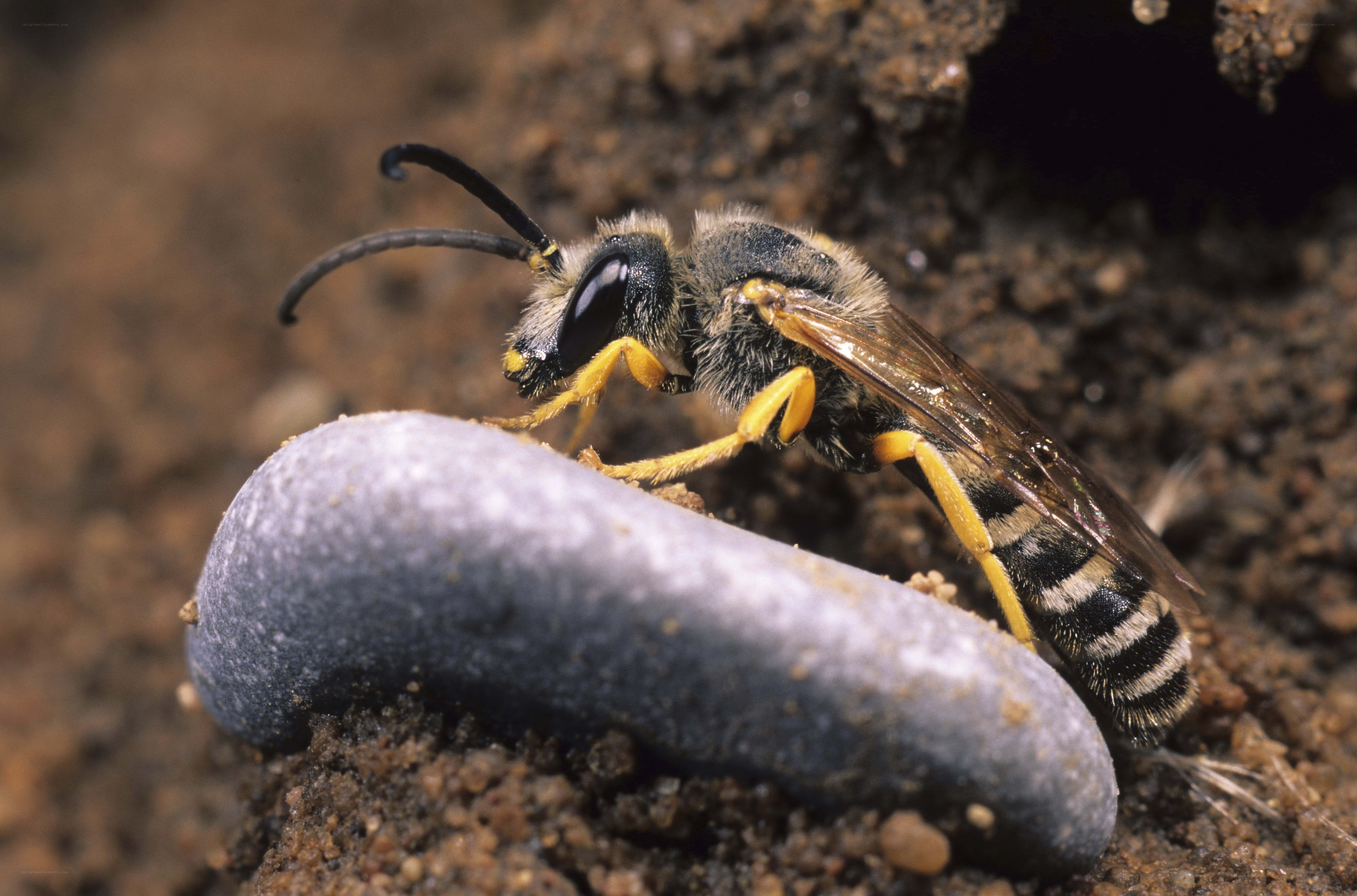 bee on a stone