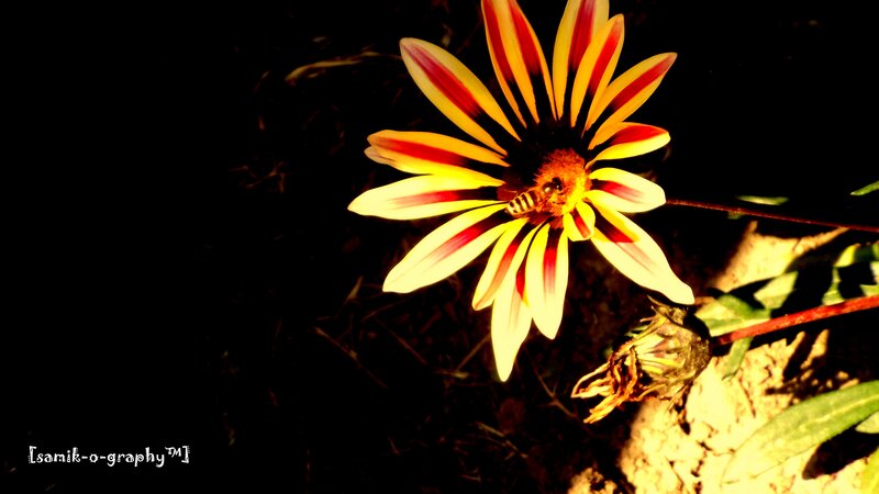 bee on a striped flower
