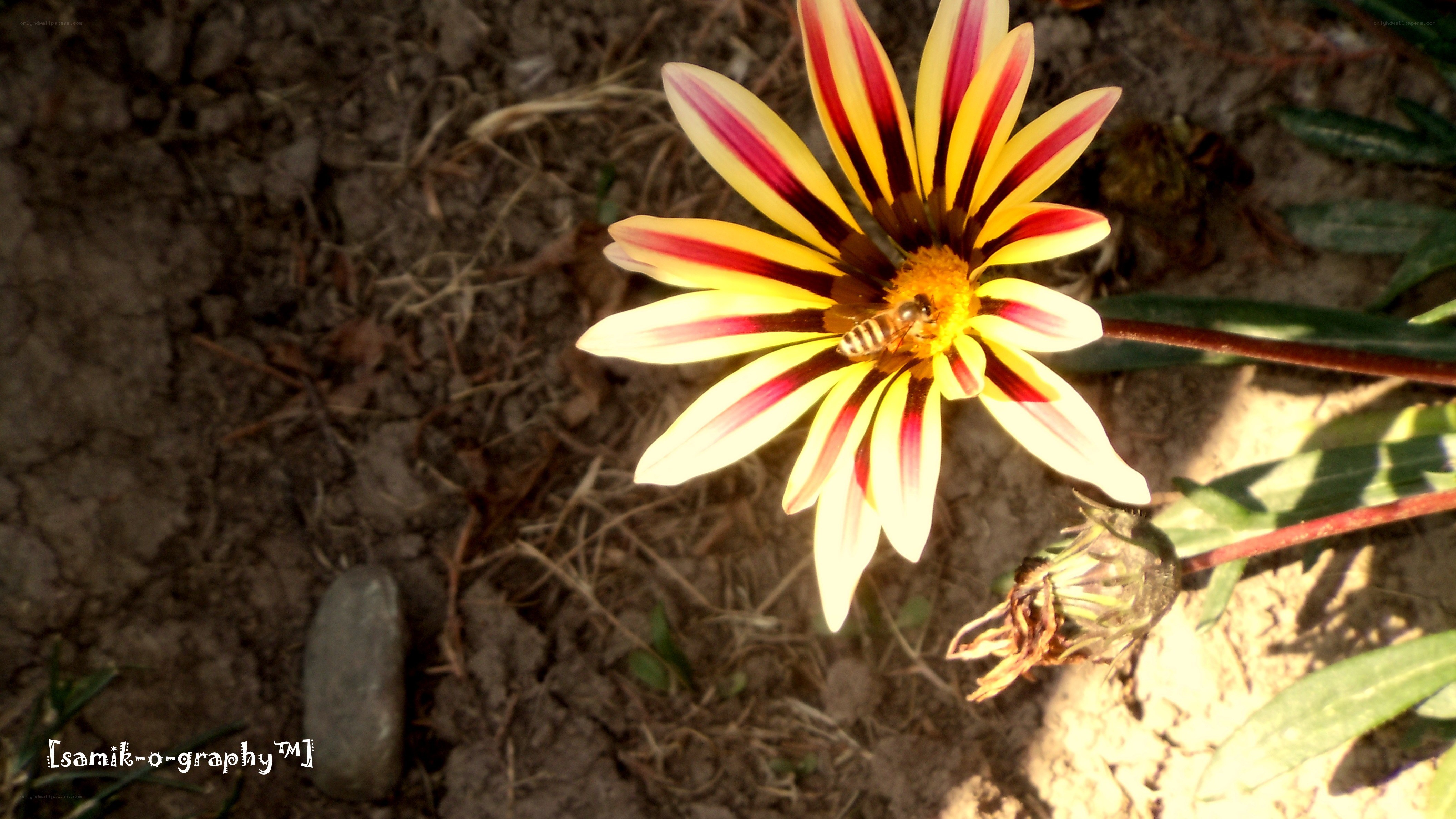bee on a striped flower
