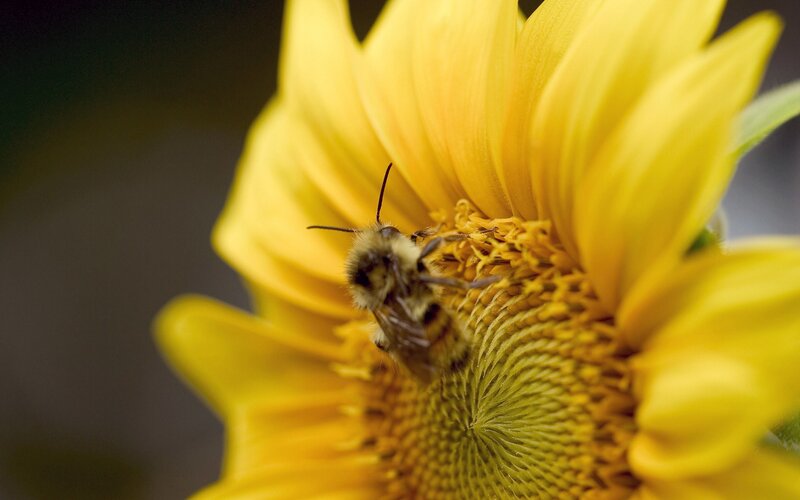 bee on a sunflower