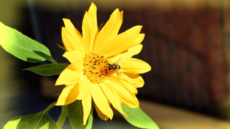 bee on a sunflower