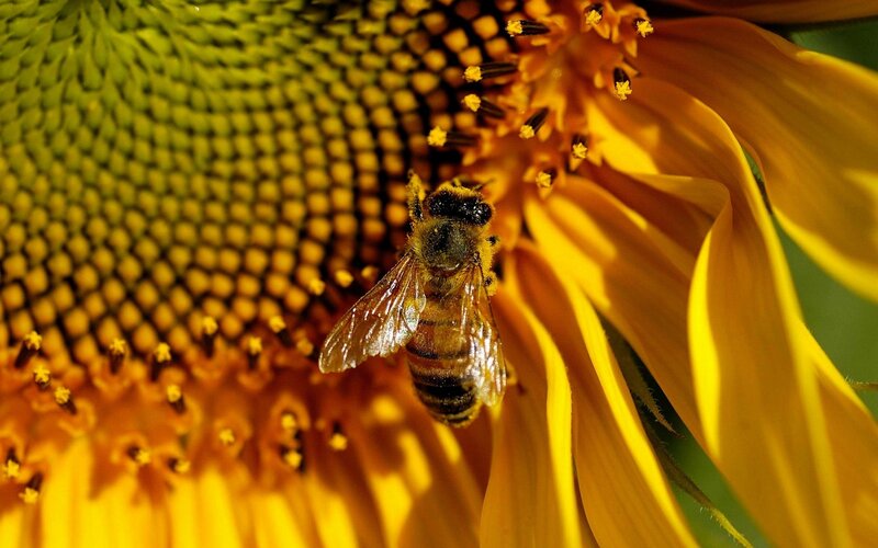 bee on a sunflower