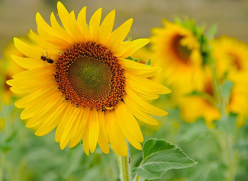 Bee on a sunflower