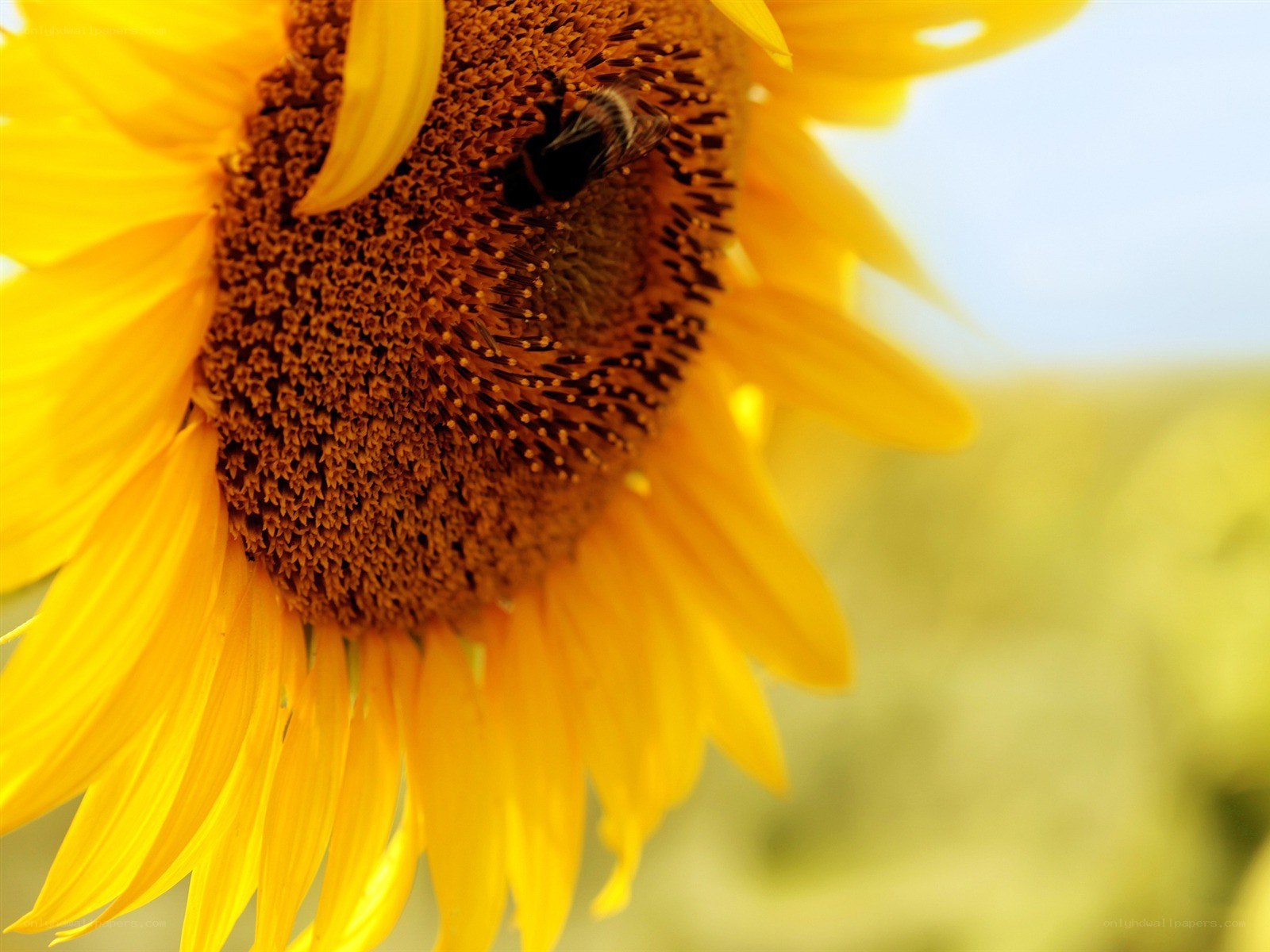 Bee on a sunflower