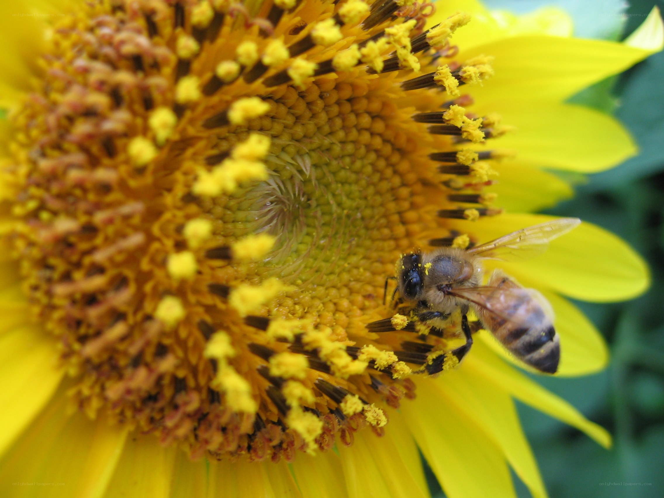 bee on a sunflower