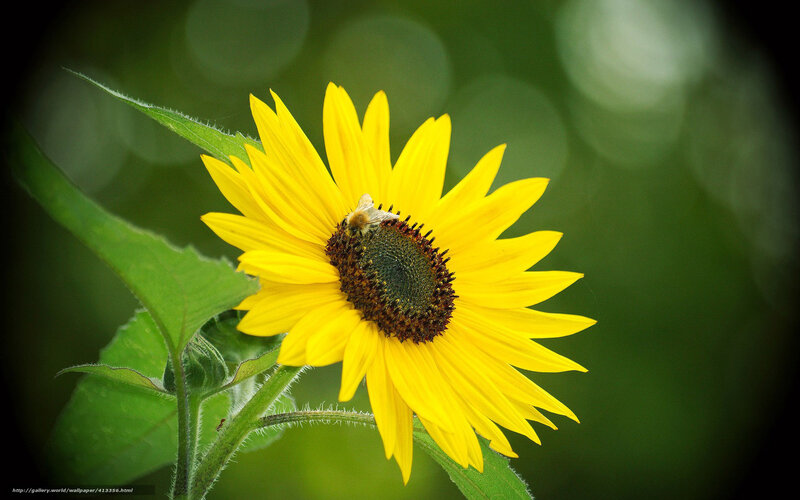 Bee on a sunflower