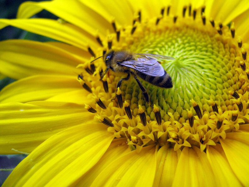 bee on a sunflower