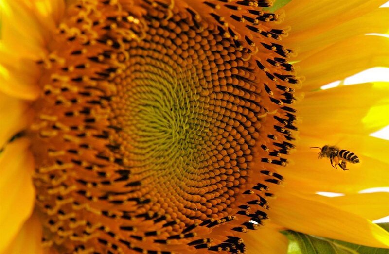 Bee on a sunflower